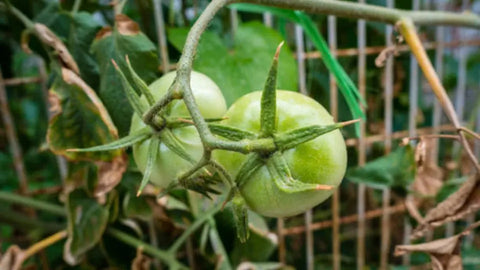 Going Green: The Benefits of Superfoods and Eco-Friendly Living HerbsPro